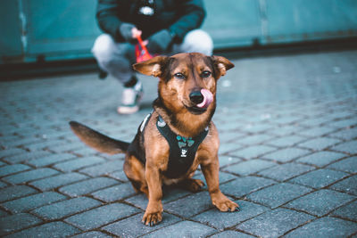 Portrait of dog sitting on footpath