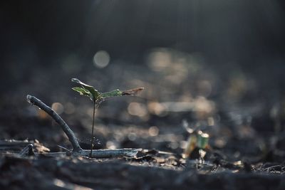 Close-up of plant growing on field