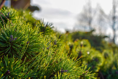 Close-up of pine tree