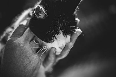 animal themes