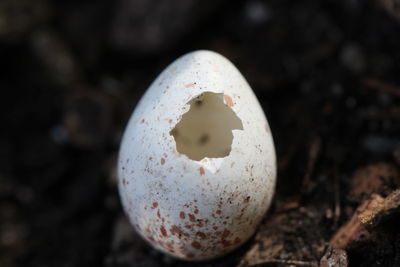 Egg birth bird 