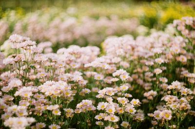 Close-up of white flowering plants on field