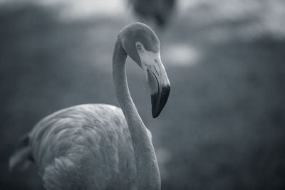 Close-up of duck