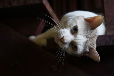 Close-up of a cat looking away