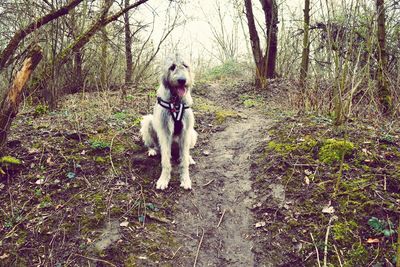 Dog in park