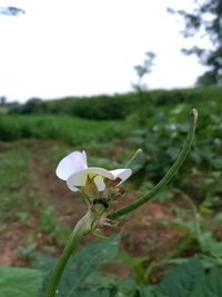 Close-up of white flowering plant