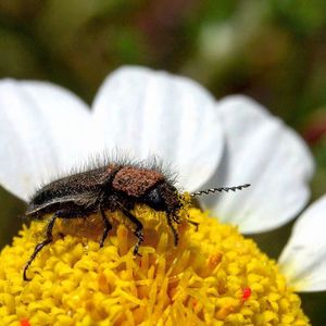 Close-up of bee pollinating on yellow flower