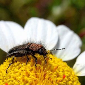 Close-up of bee pollinating on yellow flower