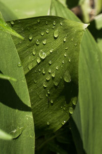 Close-up of wet leaves