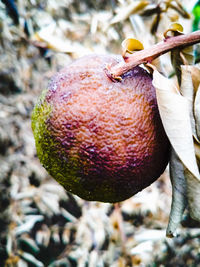 Close-up of fruits hanging on tree