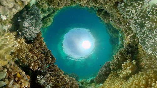 Low angle view of coral in sea