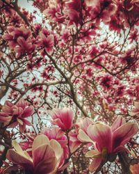 Close-up of pink cherry blossoms in spring