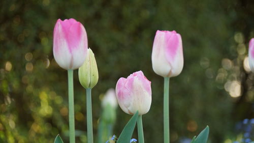 Close-up of pink lotus water lily