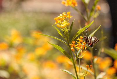 Close-up of butterfly pollinating on yellow flower