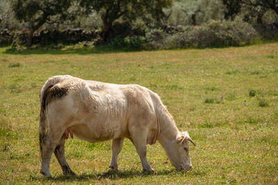 Charolais cows grazing in the meadow of extremadura, spain