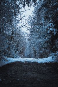 Scenic view of forest against sky during winter