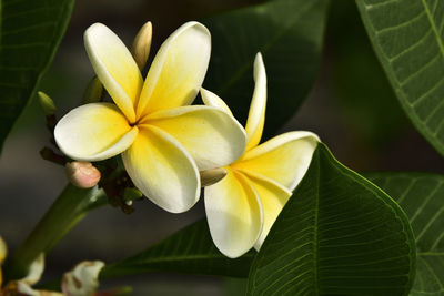 Close-up of yellow flowering plant