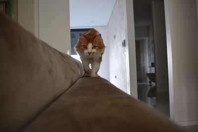 Cat relaxing at home