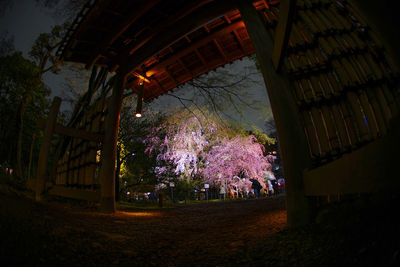 Low angle view of illuminated trees by building at night