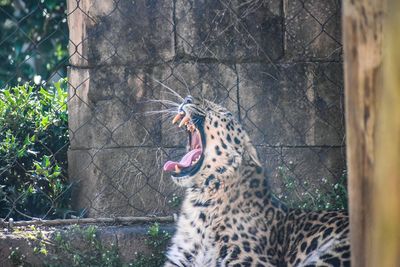 Cat yawning in a zoo