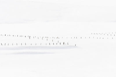 Flock of birds on snow covered field against sky