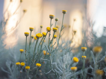 Close-up of yellow flowering plant on field