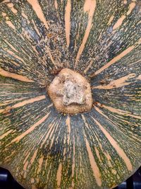 Full frame shot of mushrooms