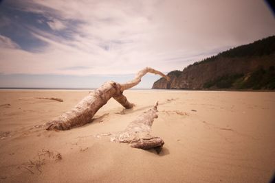 Dead tree on sandy beach