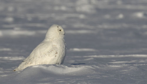 High angle view of seagull on snow