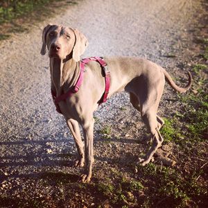 Portrait of a dog looking away