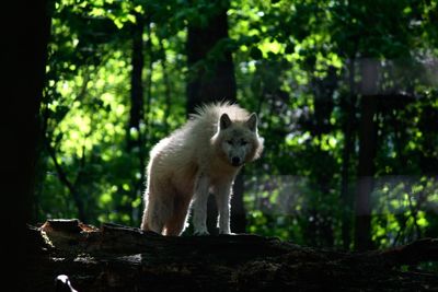 Wolf on wood against trees at zoo