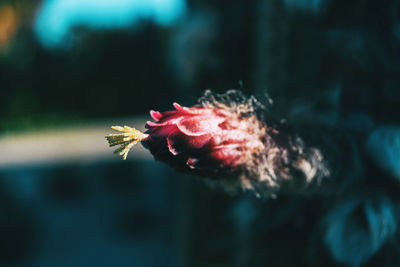 Close-up of pink rose flower