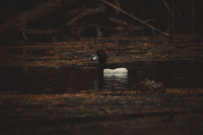 Swan swimming in lake