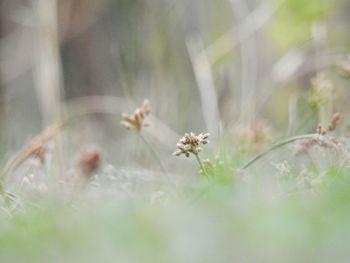 Close-up of white flowering plant on land