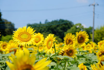 Close-up of yellow flowering plants sunflowers