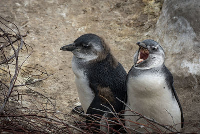 High angle view of penguin on rock