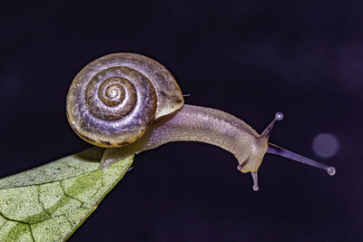 Close-up of snail