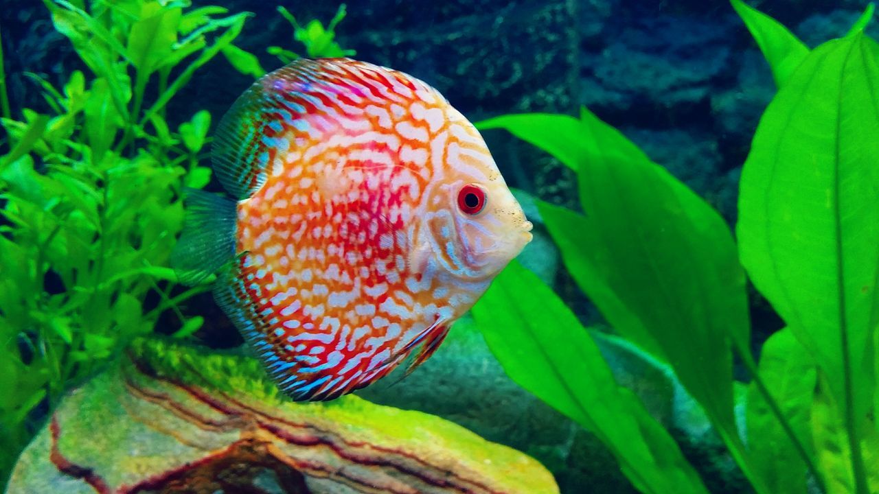 animal themes, animals in the wild, one animal, wildlife, close-up, nature, beauty in nature, bird, side view, zoology, multi colored, plant, animal markings, orange color, fish, no people, focus on foreground, natural pattern, outdoors, day