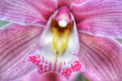 Close-up of insect on pink flower