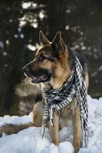 Close-up of dog on snow field