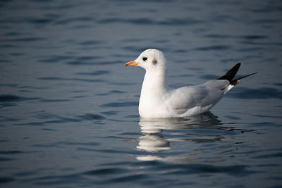 gulls are