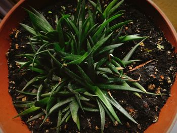 High angle view of potted plant