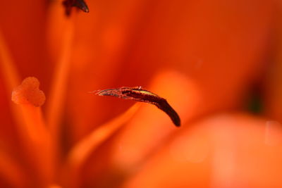 Close-up of plant against blurred background