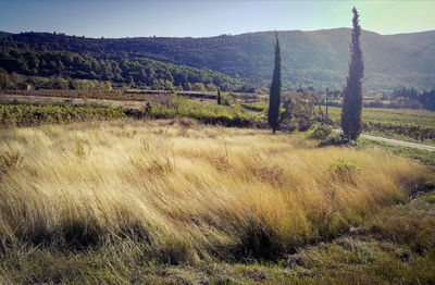 Scenic view of field against sky