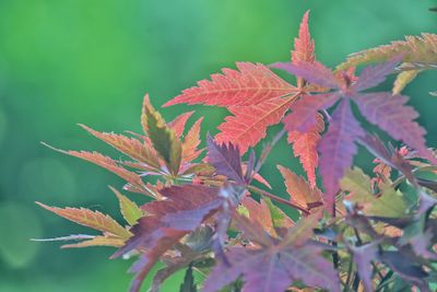 leaf