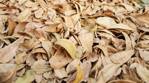 Full frame shot of dried leaves