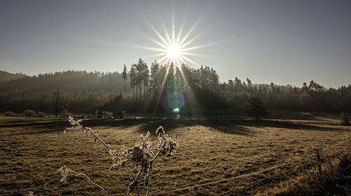 Scenic view of field against bright sun