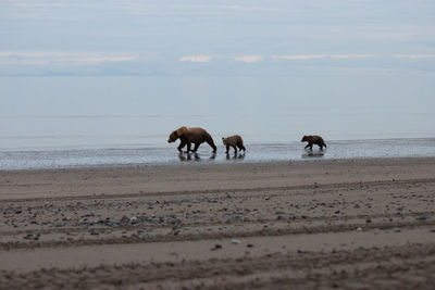 Bears walking on shore at beach against sky