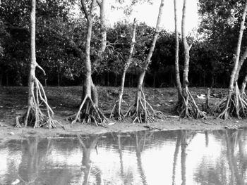 Trees by lake in forest
