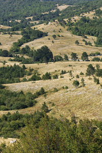 High angle view of trees on field